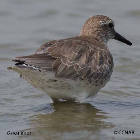 Birds of North America