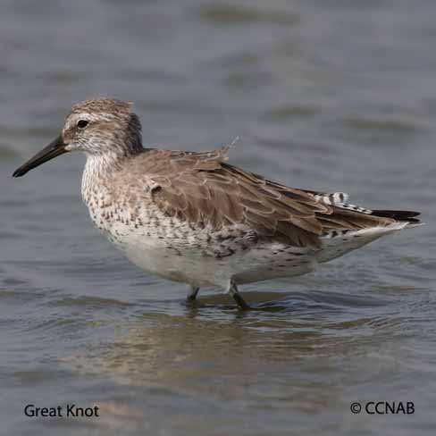 Birds of North America