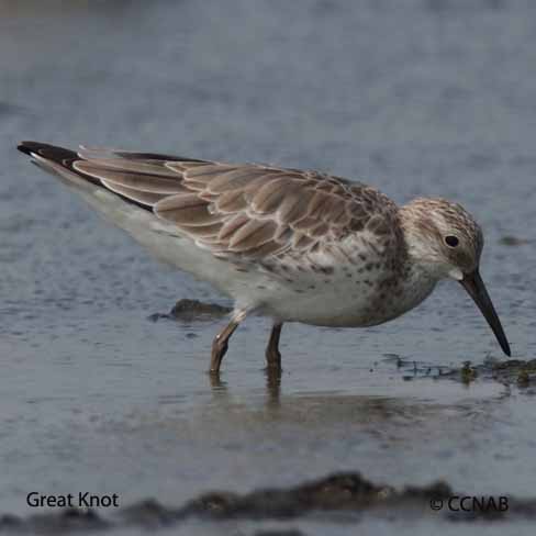 Birds of North America