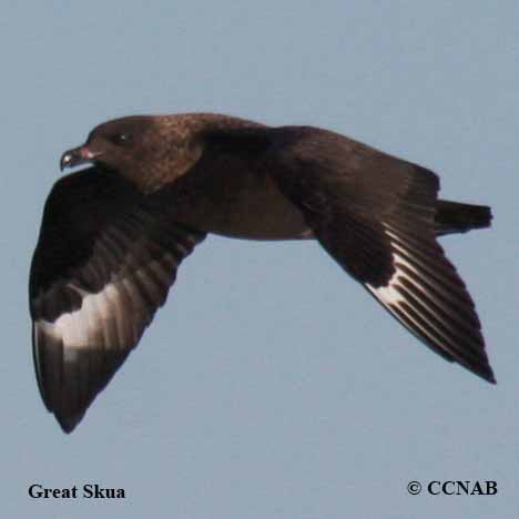 Birds of North America