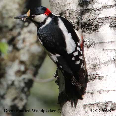 Great Spotted Woodpecker