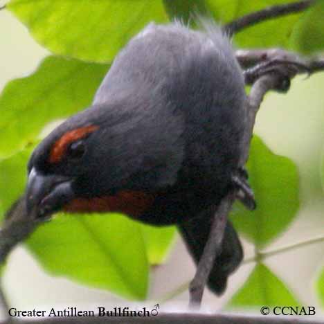 Antillean_Bullfinch