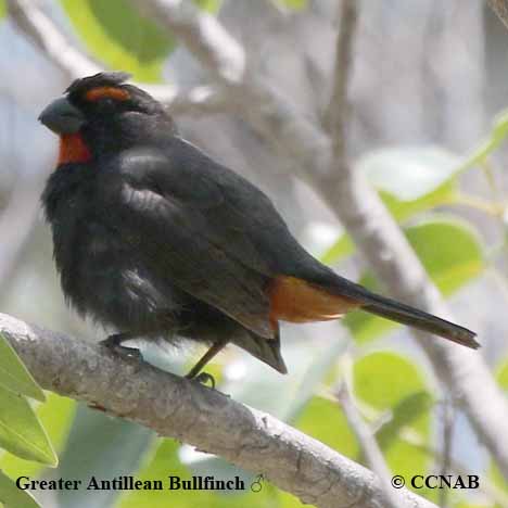 Greater Antillean Bullfinch