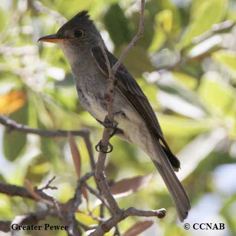 Birds of North America