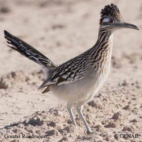 Birds of North America