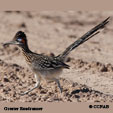 Greater Roadrunner range map