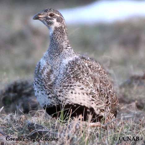 Greater Sage-Grouse