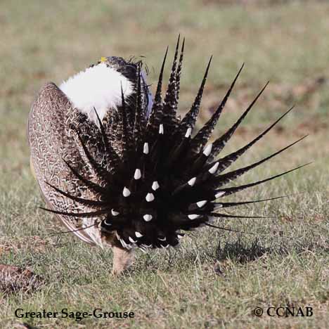 Greater Sage-Grouse