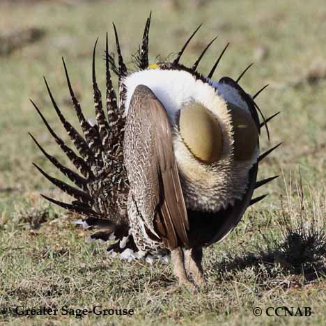 Greater Sage-Grouse