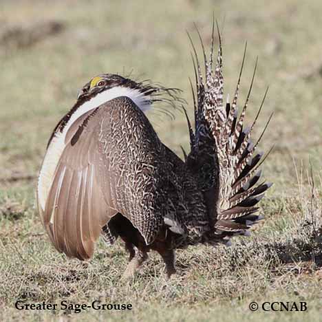 Greater Sage-Grouse