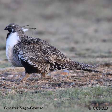 Birds of North America