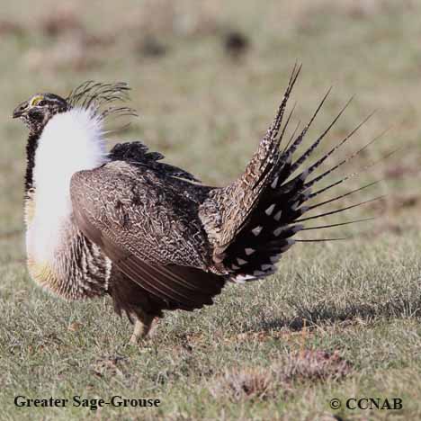 Greater Sage-Grouse