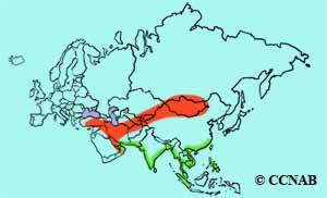 Greater Sand-Plover range map