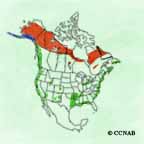 Greater Scaup range map