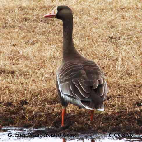 Birds of North America