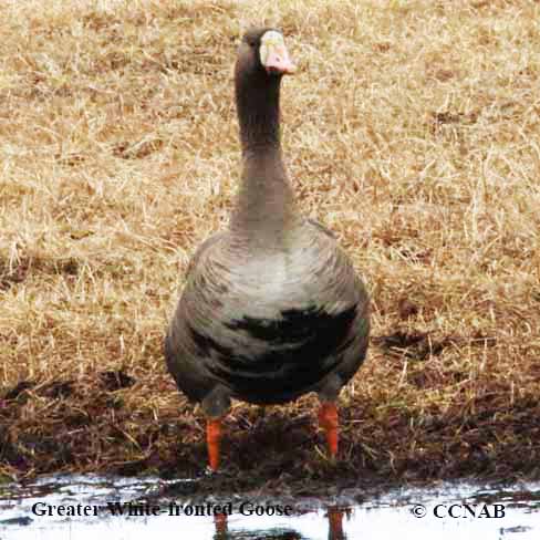 Birds of North America
