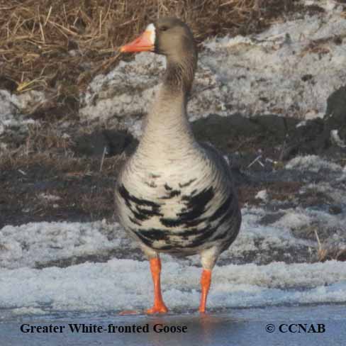 Birds of North America