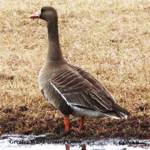 Greater White-fronted Goose