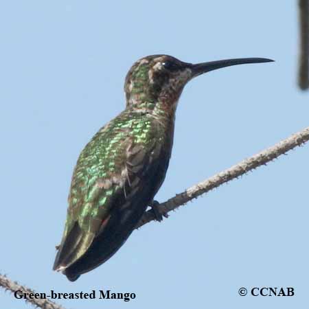 Green-breasted Mango