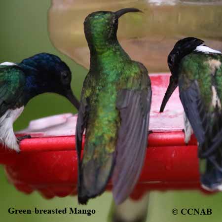 Green-breasted Mango