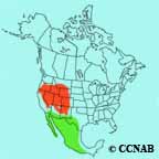 Green-tailed Towhee range map
