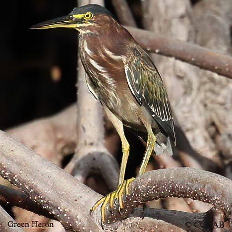 North American Birds
