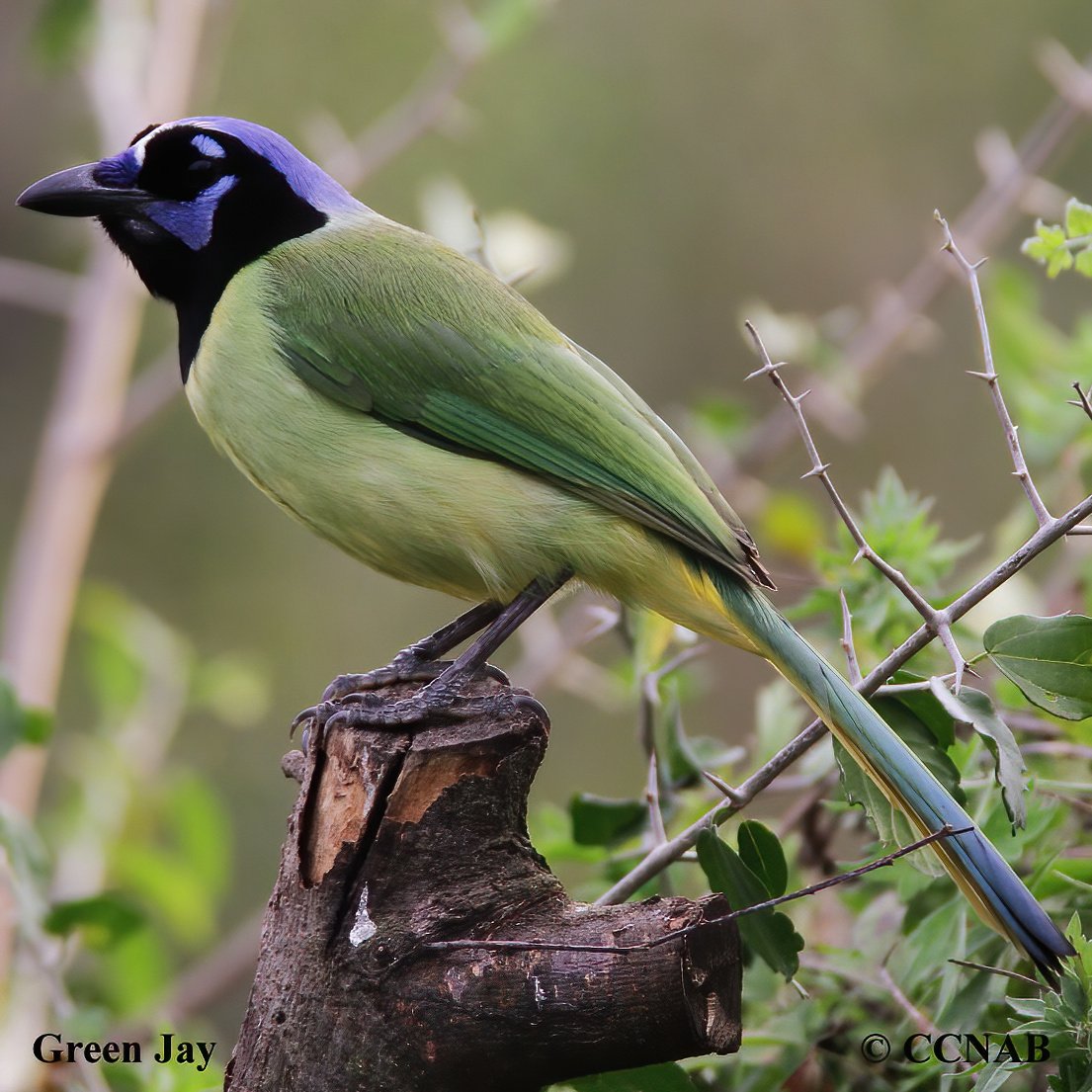 Green Jay