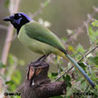 Green Jay