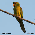 Green Parakeet