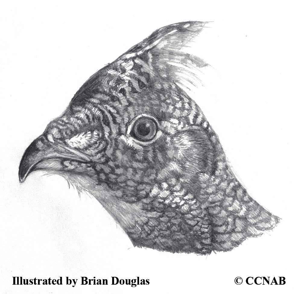 8 Types of Grouse (Bonasa, Dendragapus, Falcipennis, Tympanuchus