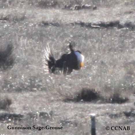 Birds of North America