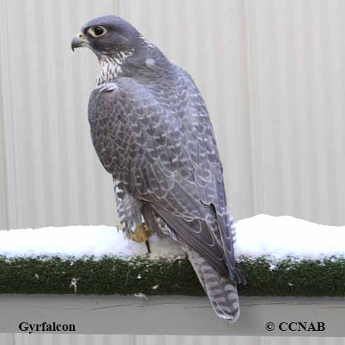 Gyrfalcon