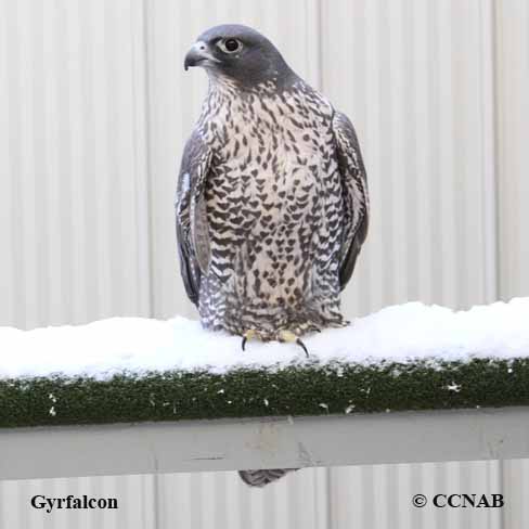 Birds of North America