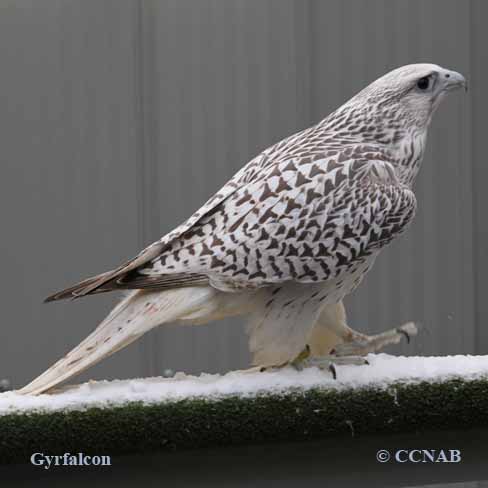 Gyrfalcon