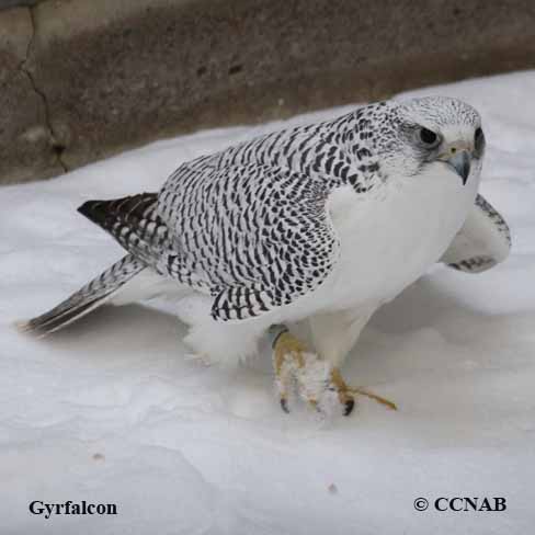 Gyrfalcon