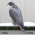 Gyrfalcon