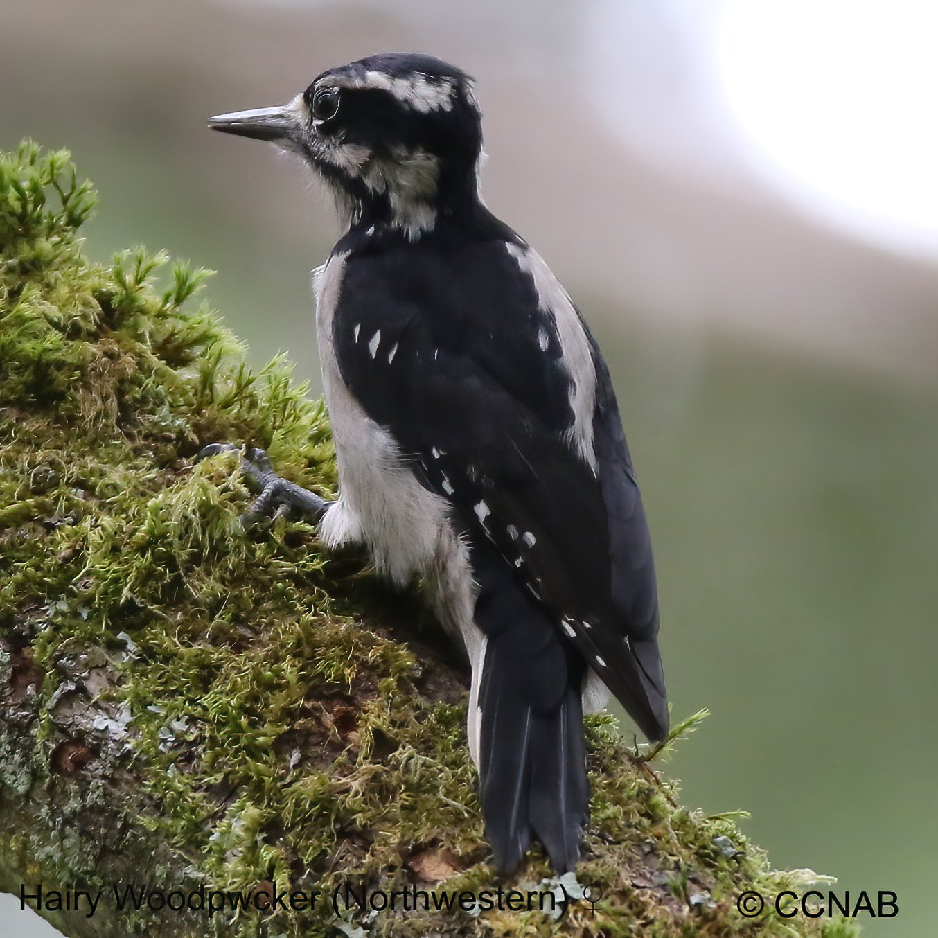 Birds of North America