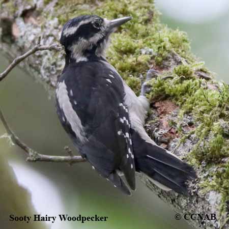 Sooty Hairy Woodpecker