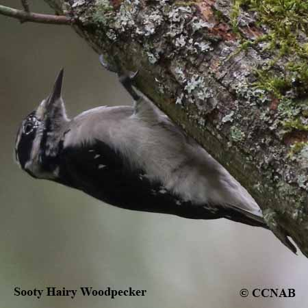 Sooty Hairy Woodpecker