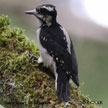 Hairy Woodpecker (Pacific Northwest)