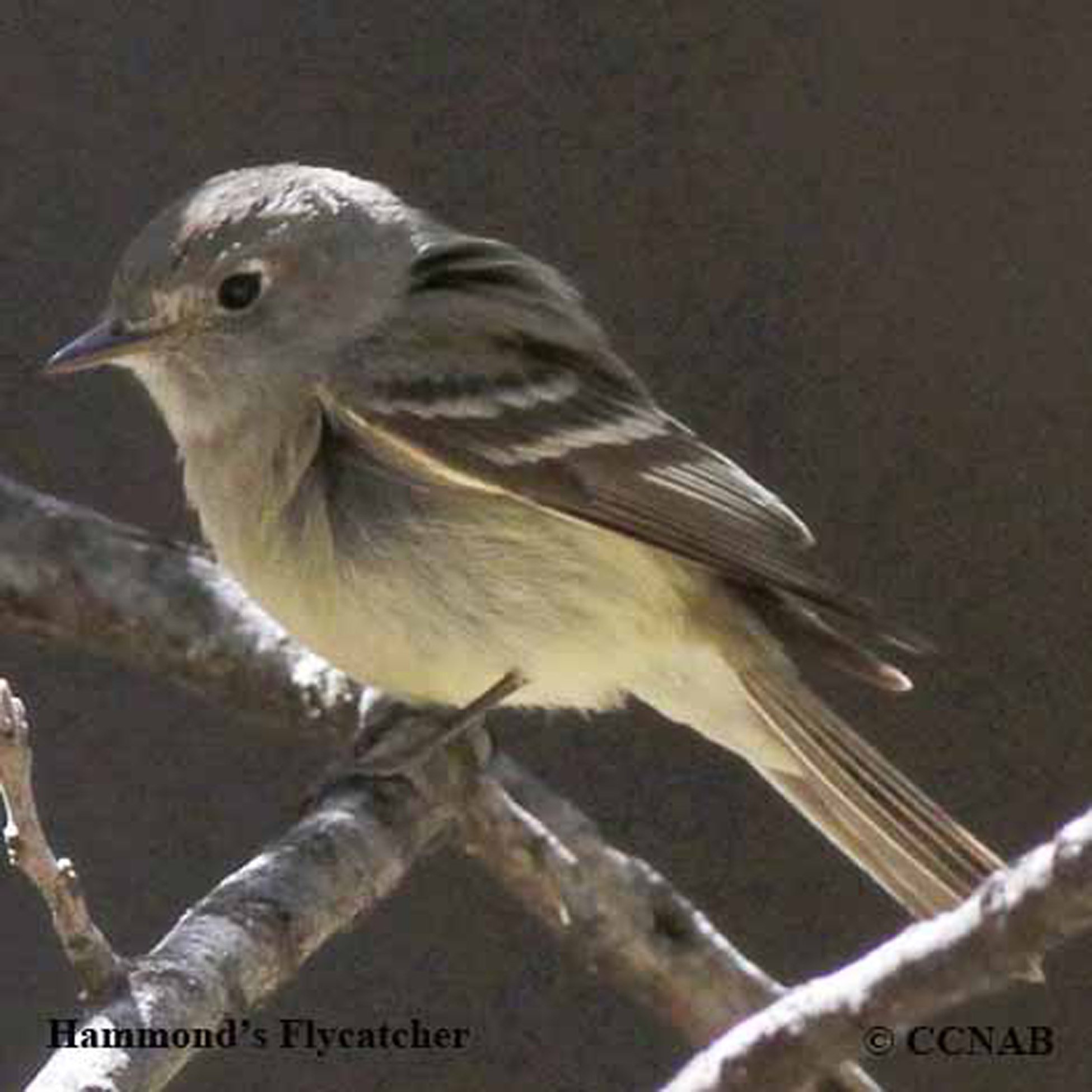 Birds of North America