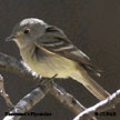 Hammond's Flycatcher