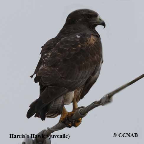 Harris's Hawk