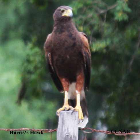 Harris's Hawk