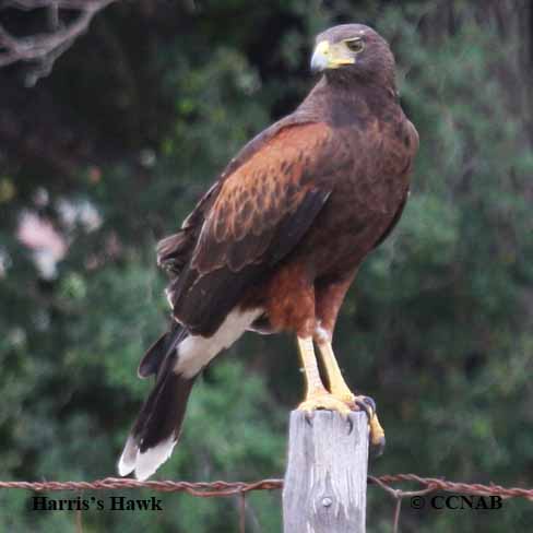 Birds of North America