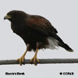 Harris's Hawk