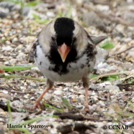 Harris's Sparrow