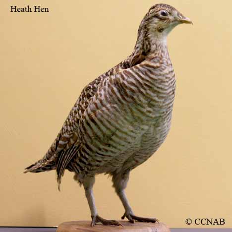 Heath Hen