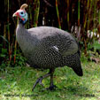 Helmeted Guineafowl