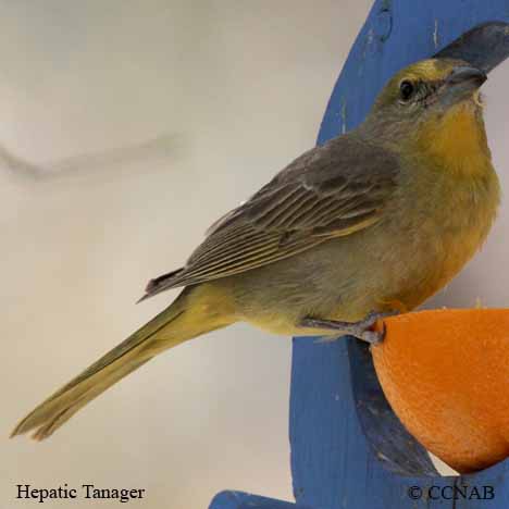 Hepatic Tanager